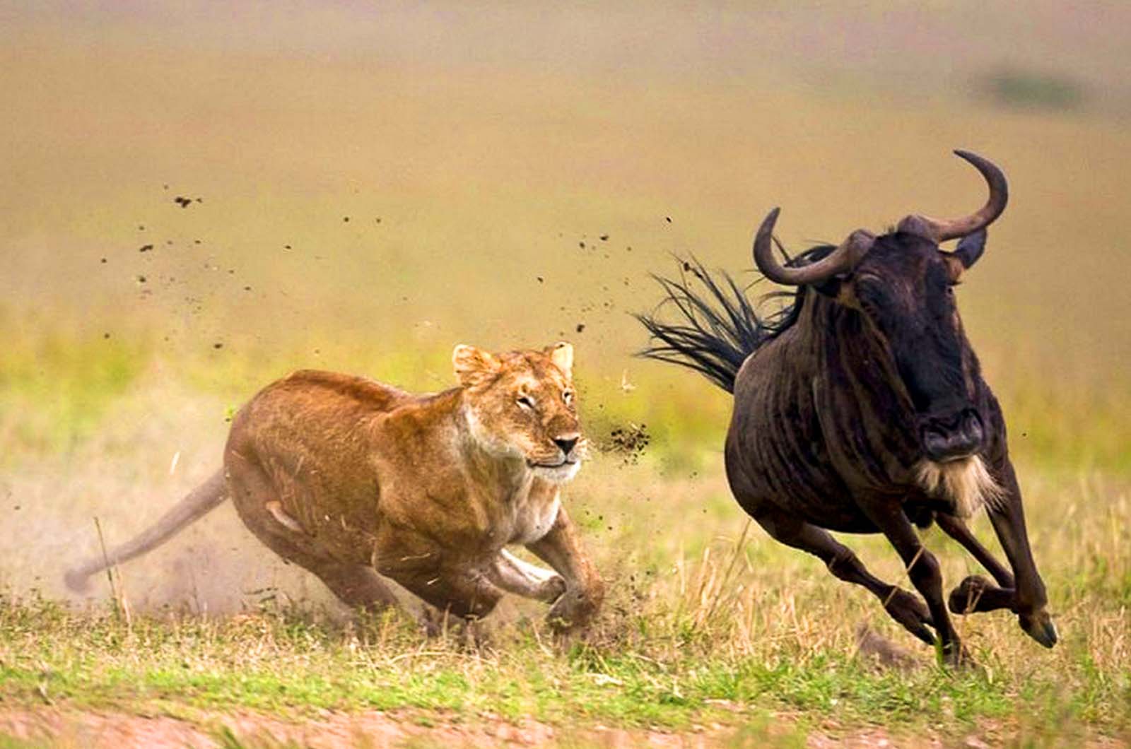 Serengeti_Migration_Safari_Tanzania_Zara_Tours_1