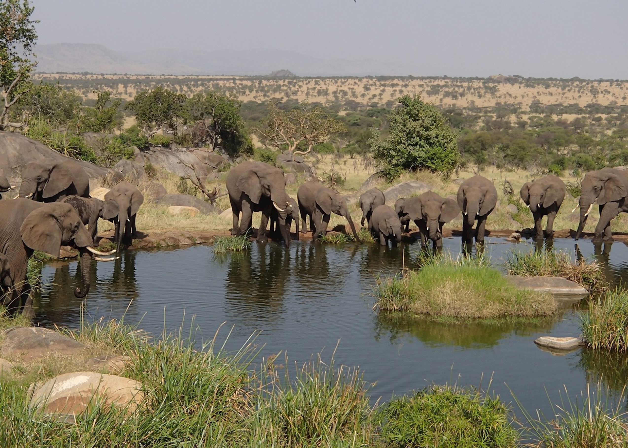 518874-elephants-drinking-serengeti